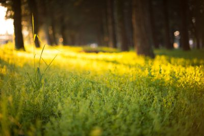 Beautiful green grass in the forest, yellow flowers on the ground, sunlight shining through the trees. A soft focus background creates an atmosphere of tranquility and harmony. The camera used was a Canon EOS5D Mark III with an f/2 lens. The color palette includes warm tones to enhance the golden hour lighting. This scene symbolizes nature's beauty and serenity. --ar 128:85