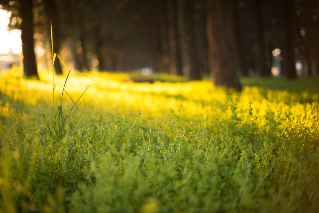 Beautiful green grass in the forest, yellow flowers on the ground, sunlight shining through the trees. A soft focus background creates an atmosphere of tranquility and harmony. The camera used was a Canon EOS5D Mark III with an f/2 lens. The color palette includes warm tones to enhance the golden hour lighting. This scene symbolizes nature’s beauty and serenity. –ar 128:85