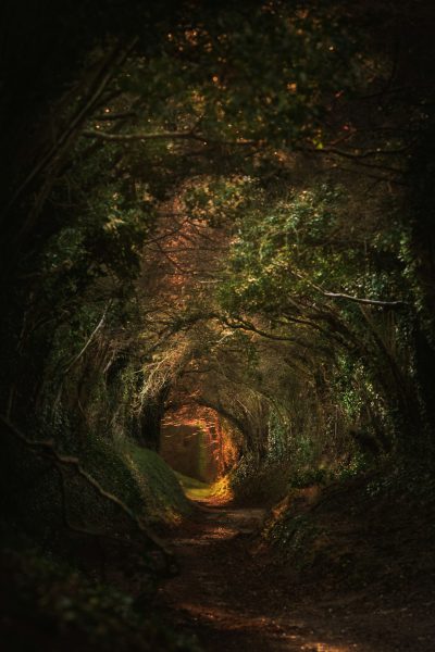 A narrow, winding path leading through an ancient forest with dense foliage and hidden glens. Dark moody lighting. A tunnel of trees that seems to draw you in like the lovecraftian sea from its darkness. Photorealistic landscapes using natural light and atmospheric perspective. Hyper realistic and cinematic professional color grading with depth of field effects, reminiscent of the golden hour. --ar 85:128