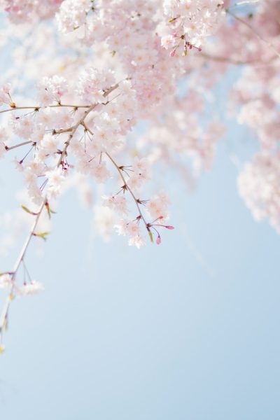 A light blue sky with cherry blossoms in full bloom. Soft pastel colors of light pink and white with a blurred background on a sunny day. A closeup of delicate flowers against the backdrop of clear skies, creating a serene spring atmosphere. Gentle sunlight filtering through petals in high resolution photography. --ar 85:128