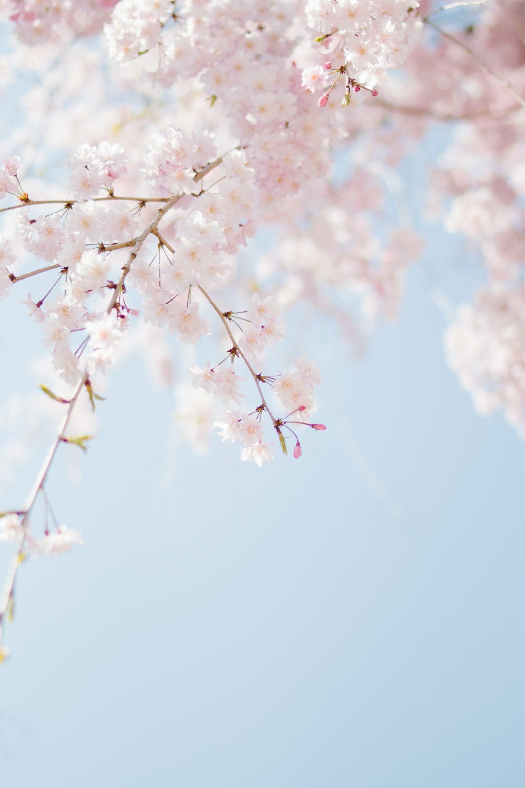 A light blue sky with cherry blossoms in full bloom. Soft pastel colors of light pink and white with a blurred background on a sunny day. A closeup of delicate flowers against the backdrop of clear skies, creating a serene spring atmosphere. Gentle sunlight filtering through petals in high resolution photography. –ar 85:128