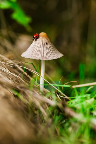 A small mushroom with its top resembling a hat, on which sits a ladybug in green grass. The macro photography is detailed with sharp focus and high resolution in the style of high definition. --ar 85:128