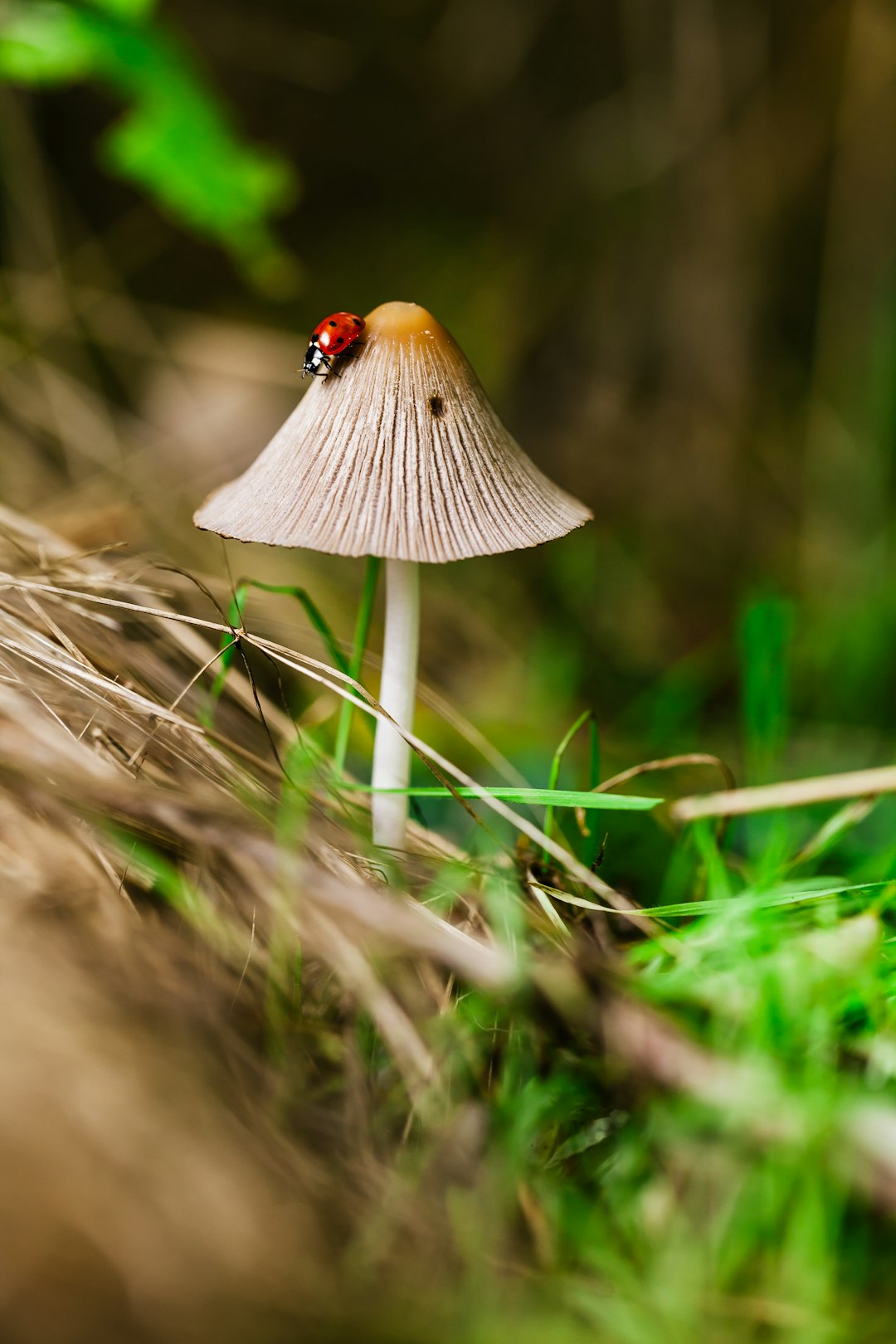 A small mushroom with its top resembling a hat, on which sits a ladybug in green grass. The macro photography is detailed with sharp focus and high resolution in the style of high definition. –ar 85:128