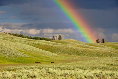 A rainbow arches over the open prairie of Yellowstone National Park, with bison grazing in the distance. The sky is dark and stormy, adding contrast to the vibrant colors of green grass and blue skies. High resolution photo in the style of [Ansel Adams](https://goo.gl/search?artist%20Ansel%20Adams). --ar 128:85