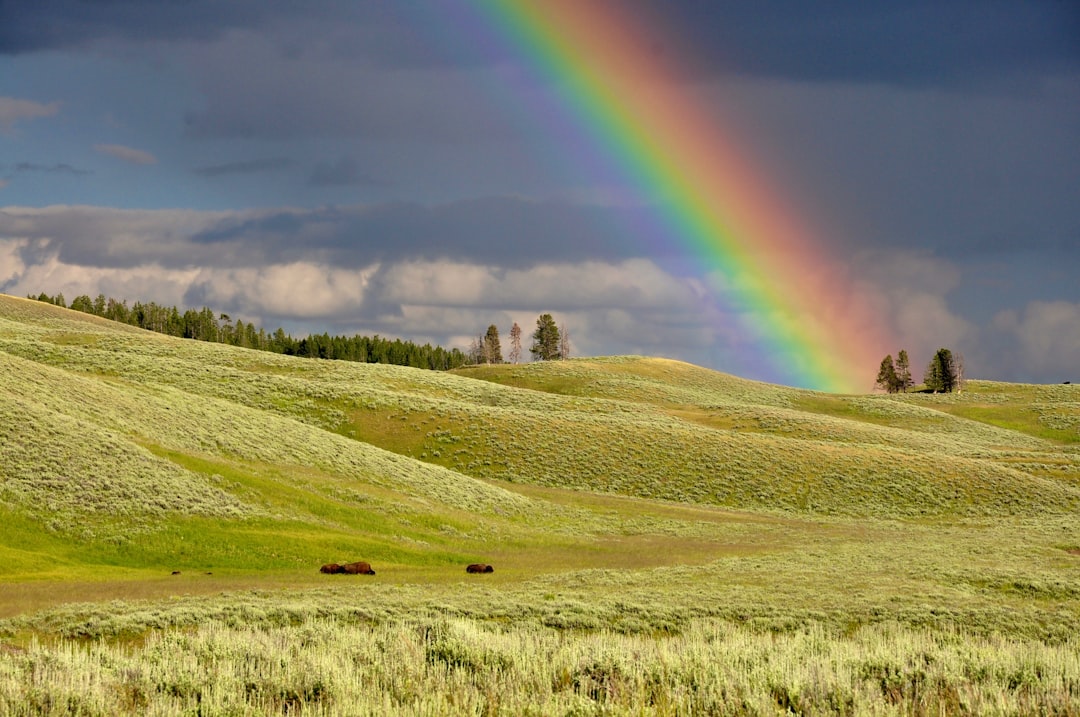 A rainbow arches over the open prairie of Yellowstone National Park, with bison grazing in the distance. The sky is dark and stormy, adding contrast to the vibrant colors of green grass and blue skies. High resolution photo in the style of [Ansel Adams](https://goo.gl/search?artist%20Ansel%20Adams). –ar 128:85