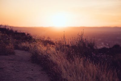 a photo of the sunset in hollywood hills, on top hill with wild flowers and grasses, small path leading to distance, warm colors, golden hour, depth of field, grainy film filter, cinematic --ar 128:85