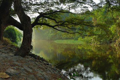 A serene riverbank with large trees, surrounded by lush greenery and misty morning light. The water reflects the surrounding nature, creating a tranquil scene perfect for fishing or picnics. --ar 128:85