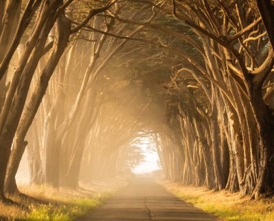 A photo of the cypress tree tunnel at Cape Reine in Northern California, with golden hour lighting in a foggy scene. The photo is in the style of golden hour lighting. --ar 128:103