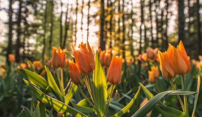 Tulips in the forest, orange tulip flowers, green leaves, blurred background of pine trees at sunset, high definition photography, high resolution, in the style of canon eos r5 --ar 64:37