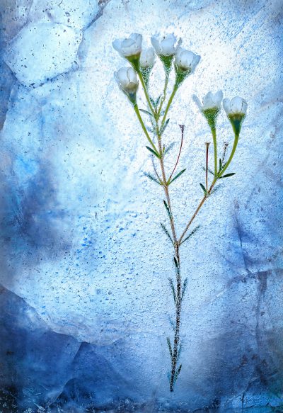 frozen wildflower on ice, blue and white background, delicate watercolor, isolated elements, high resolution, hyperrealistic still life --ar 87:128