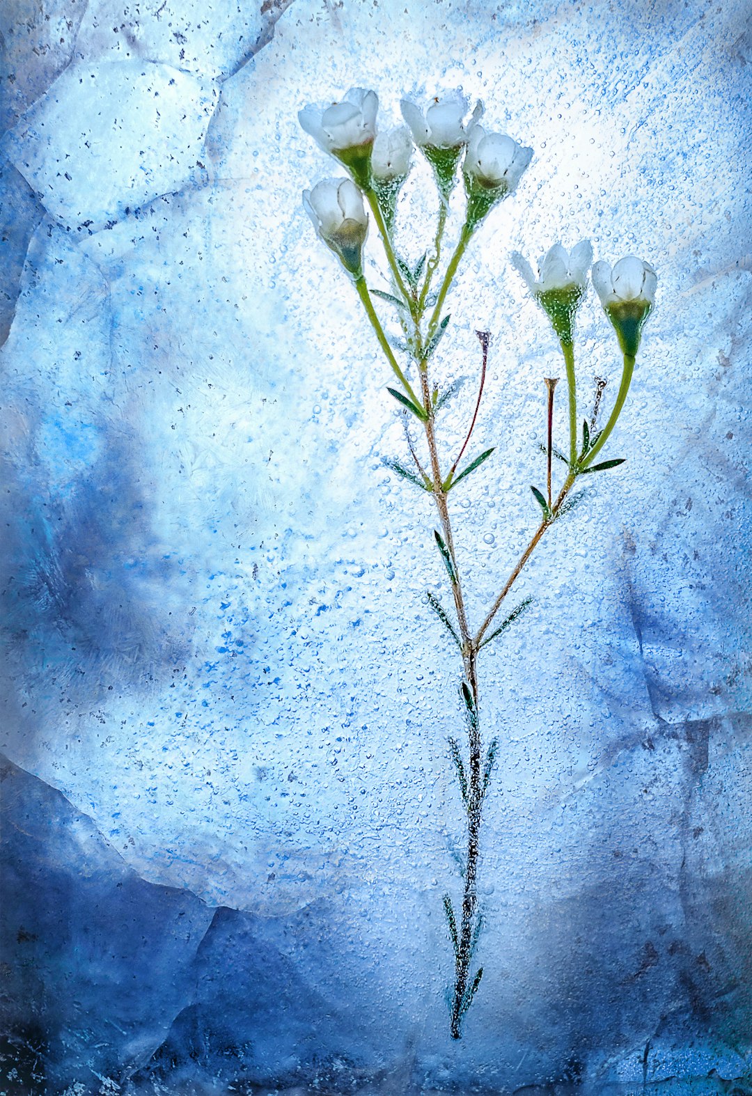 frozen wildflower on ice, blue and white background, delicate watercolor, isolated elements, high resolution, hyperrealistic still life –ar 87:128