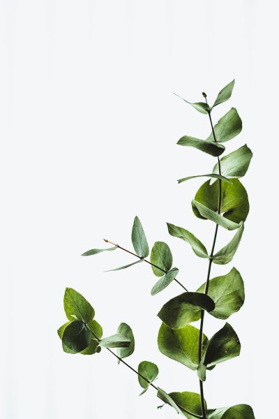 Eucalyptus leaves and green eucalyptus branches on a white background, in a minimalist style with a simple composition, captured with high definition photography at a high resolution. --ar 85:128