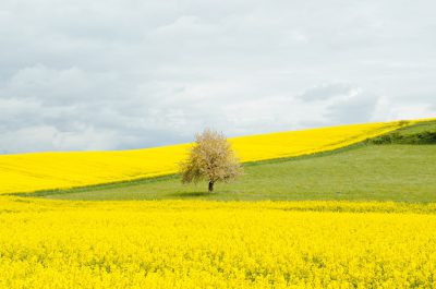 A large rapeseed flower field with a tree in the middle, a green hill behind it, a cloudy sky above, photographed in the style of Canon EOS5D Mark III camera. --ar 32:21