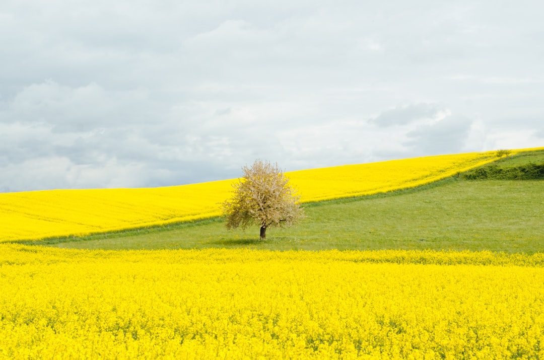 A large rapeseed flower field with a tree in the middle, a green hill behind it, a cloudy sky above, photographed in the style of Canon EOS5D Mark III camera. –ar 32:21