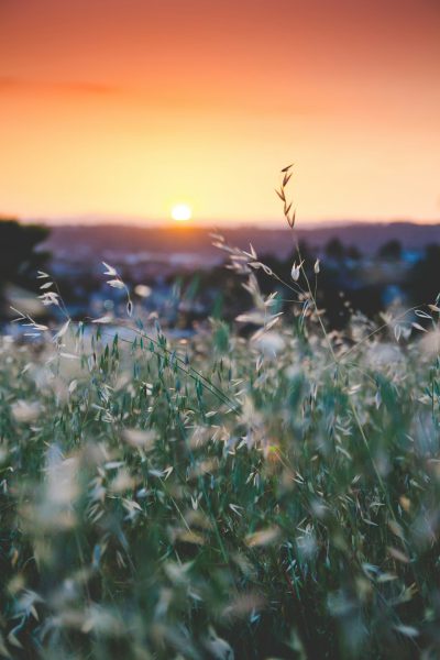 A close up of a grassy field at sunset, with a blurred city in the background, in the style of unsplash photography. --ar 85:128