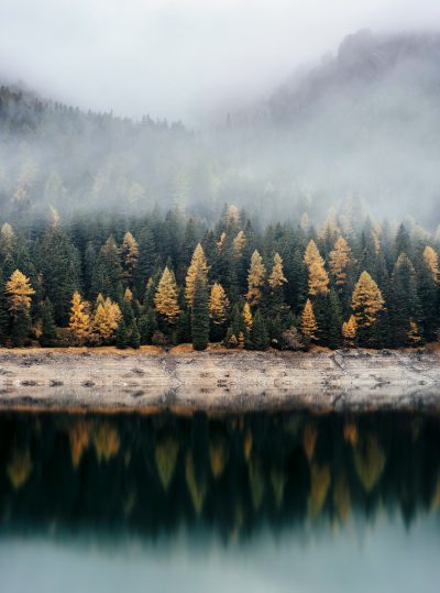 A forest of yellow and green trees on the shore of an alpine lake, on a foggy day, symmetrical and moody, minimalistic in the style of national geographic photography. --ar 95:128