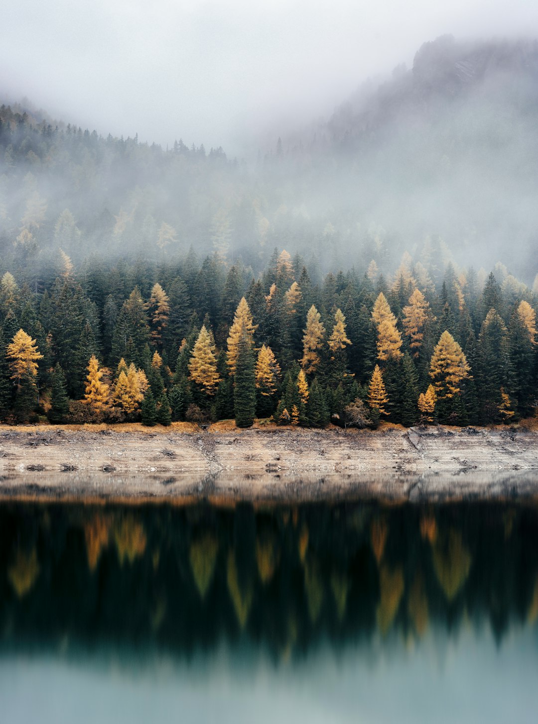 A forest of yellow and green trees on the shore of an alpine lake, on a foggy day, symmetrical and moody, minimalistic in the style of national geographic photography. –ar 95:128