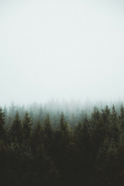 A dense forest shrouded in mist, seen from the distance, in a minimalistic style, with muted tones, keeping it simple, clean and aesthetic as a background phone wallpaper. --ar 85:128