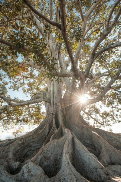 A majestic fig tree with sprawling roots and large branches, standing tall against the bright sun in its epic environment. The photo was taken from below to emphasize the height of the tree. A Sony A7R IV camera was used for the best resolution and sharpness, and it was set at an f/28 aperture setting. Ensure that sunlight is shining through the leaves on top of the towering banyan trees, creating an atmosphere of tranquility and grandeur. Emphasize the beauty of nature by capturing the full body of the giant Australian rainforest tree in the style of capturing the full body. --ar 85:128