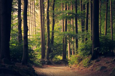 A forest path leading through tall trees, creating an enchanting and mystical atmosphere. The scene is captured in high resolution with careful camera settings to capture the beauty of nature's landscape. --ar 128:85