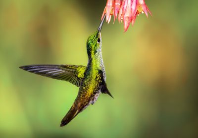 Photo of a hummingbird hovering near an exotic flower, sipping nectar in the rainforest. Beautiful colors and lighting with copy space concept photography stock photo contest winner. Professional color grading, soft shadows, clean sharp focus in the style of digital photography. --ar 128:89