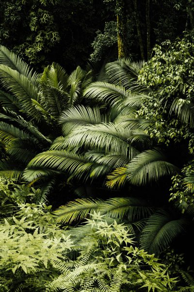 photograph of a lush tropical rainforest with ferns and palm leaves, dark green foliage in a vibrant style. --ar 85:128