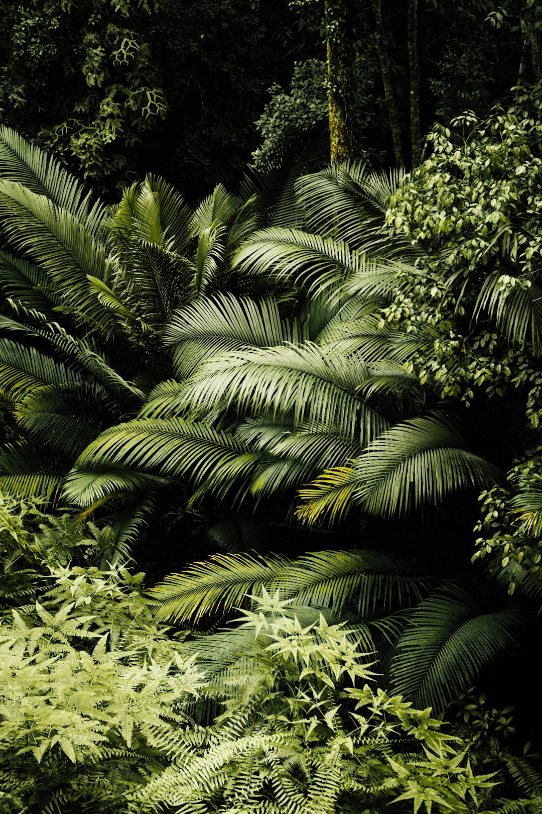 photograph of a lush tropical rainforest with ferns and palm leaves, dark green foliage in a vibrant style. –ar 85:128
