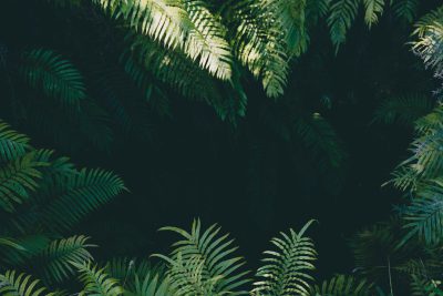 A dark green background with ferns in the foreground, creating an atmospheric and natural feel in the style of the artist. --ar 128:85