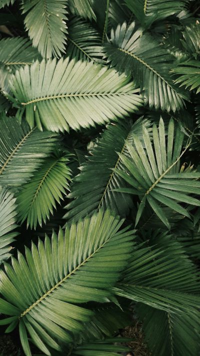 photo of green palm leaves, flat lay photography, unsplash, 35mm film grain, in the style of Fujifilm Provia 400x --ar 9:16