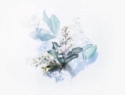 A delicate watercolor painting of fresh green leaves and white flowers, on top of the composition is an isolated bouquet of small pale blue eucalyptus leafs, soft pastel colors, white background, minimalistic, simple design, high resolution, no shading detail or texture, no shadows, no text --ar 64:49