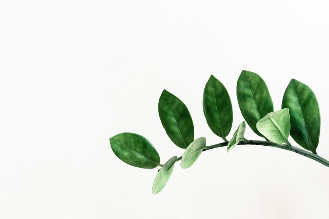 A small branch of green leaves on a white background, in a minimalist style, presented flatly, with high resolution photography showing high detail, for an aesthetic effect. –ar 128:85