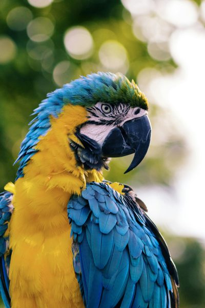 A closeup shot of the blue and yellow macaw, its vibrant plumage shining under bright sunlight. Focus on its face with a blurred background and bokeh lights in the style of unsplash photography. --ar 85:128