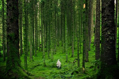 A dense forest with tall trees and green mossy ground, a person in white  walking through the middle of it, feeling like being lost but also peaceful, surrounded by nature's beauty. --ar 128:85