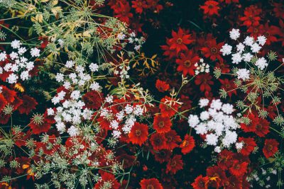 A photograph of red and white flowers in the garden, taken from above, in the style of unsplash photography, with dark green and burgundy tones, and highly detailed. --ar 128:85