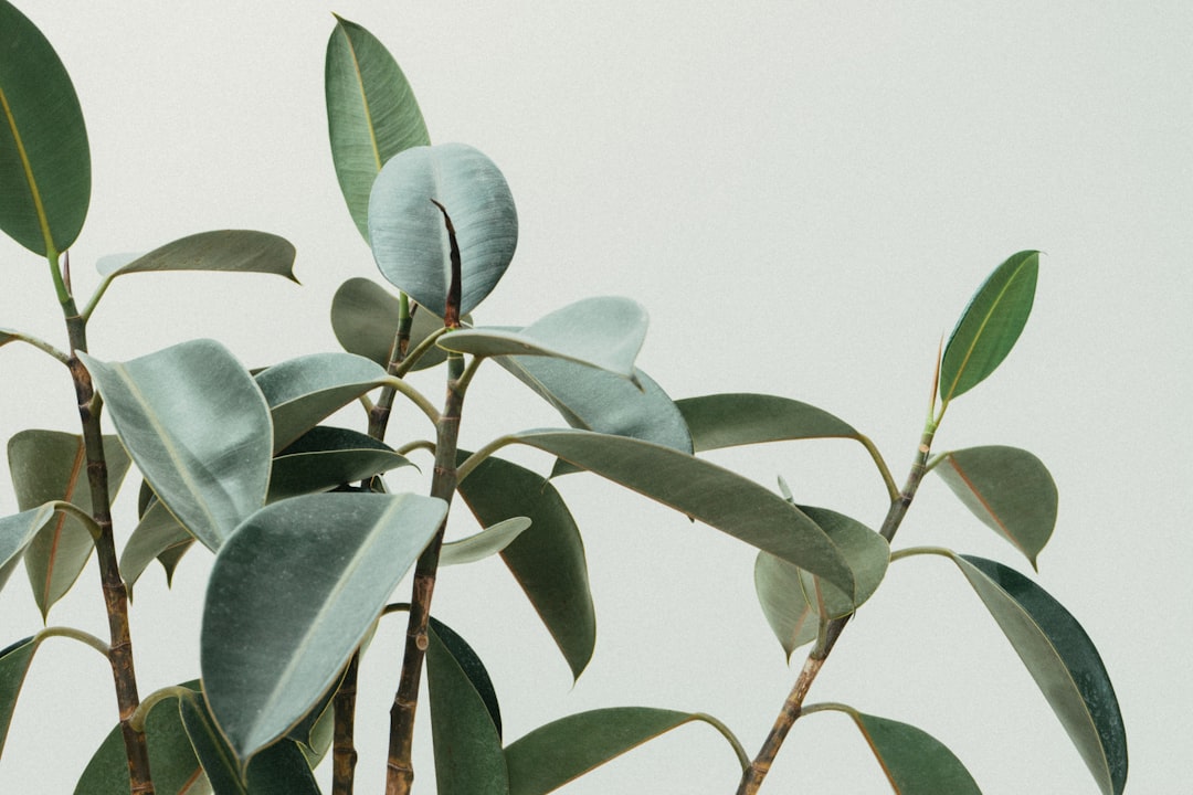 Close up of a farming plant, a rubber tree in the style of in the style of a light green and dark beige, white background, photo taken with Provia, minimalistic photography, Fujifilm pro shot, detailed foliage –ar 128:85