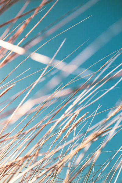 In the wind, tall grass sways against a clear blue sky, creating an abstract and minimalist composition. The fine lines of its leaves capture every detail in sharp focus, while the background is filled with soft hues that add depth to the scene. This photo was taken using Canon EOS R5 camera and RF60mm F2.8 Macro IS STM lens, showcasing the intricate textures and vibrant colors of nature's beauty. in the style of minimalism. --ar 85:128