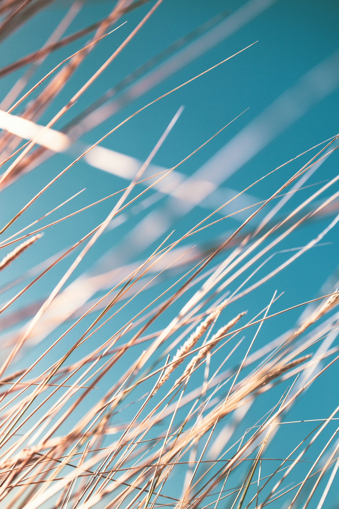 In the wind, tall grass sways against a clear blue sky, creating an abstract and minimalist composition. The fine lines of its leaves capture every detail in sharp focus, while the background is filled with soft hues that add depth to the scene. This photo was taken using Canon EOS R5 camera and RF60mm F2.8 Macro IS STM lens, showcasing the intricate textures and vibrant colors of nature’s beauty. in the style of minimalism. –ar 85:128