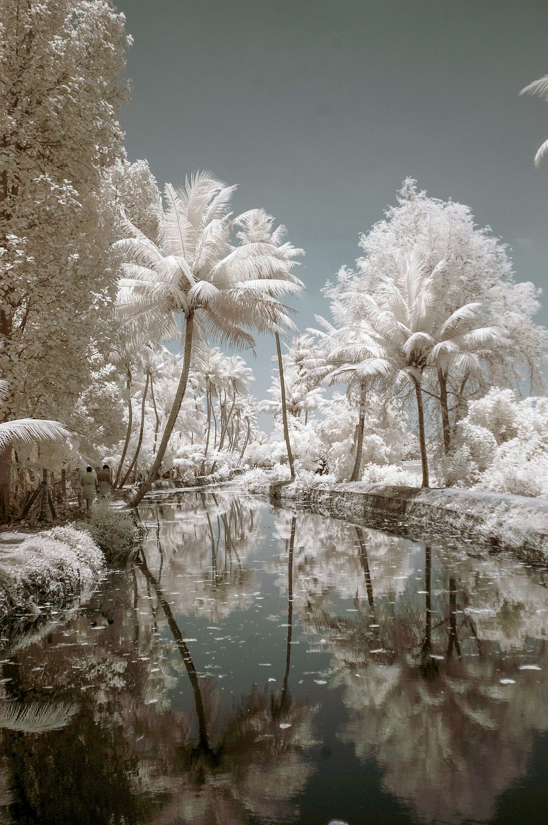 Infrared photography of an Indian jungle with palm trees, reflections in the water, white trees, hyper realistic photography, shot in the style of Canon K35 prime lenses –ar 85:128