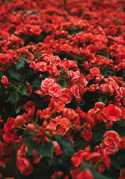 A sea of red begonia flowers, with dense and lush leaves in the background, captured in the style of Canon cameras, full body photos taken from a topdown angle with high definition photography, bright colors illuminated by natural light and soft tones. --ar 89:128