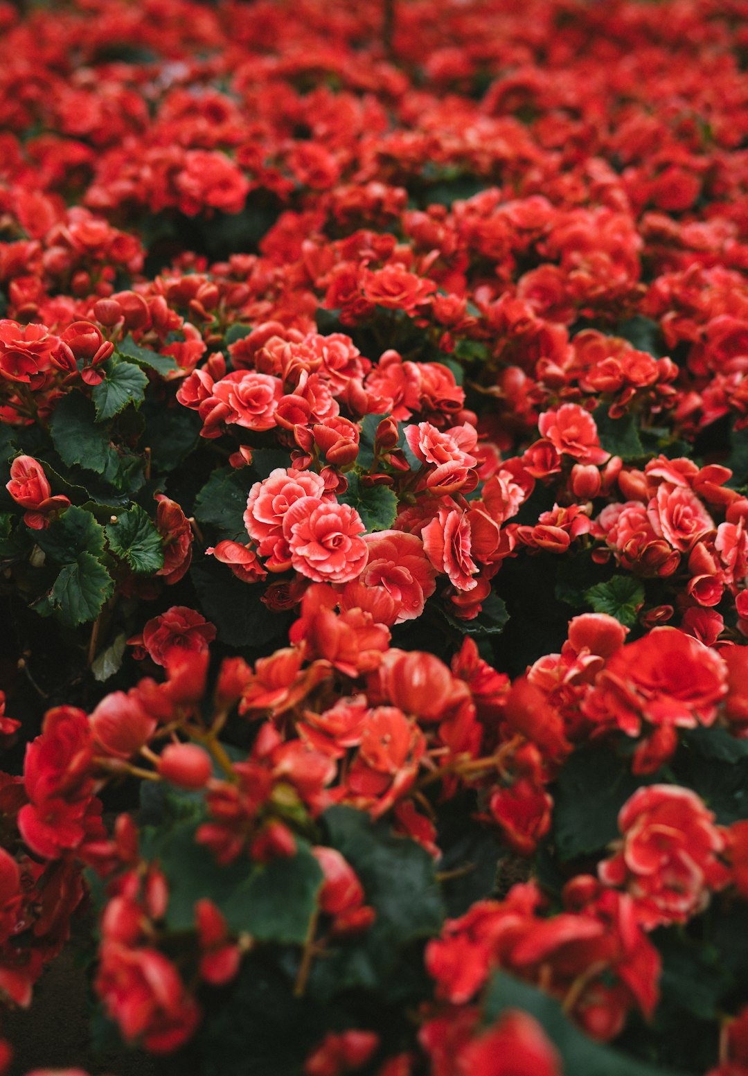 A sea of red begonia flowers, with dense and lush leaves in the background, captured in the style of Canon cameras, full body photos taken from a topdown angle with high definition photography, bright colors illuminated by natural light and soft tones. –ar 89:128