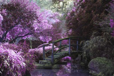 A photograph of an enchanted garden with purple trees, flowers and plants. A small bridge over the water is made from green wood. The photo was taken in the style of [Ansel Adams](https://goo.gl/search?artist%20Ansel%20Adams). --ar 128:85