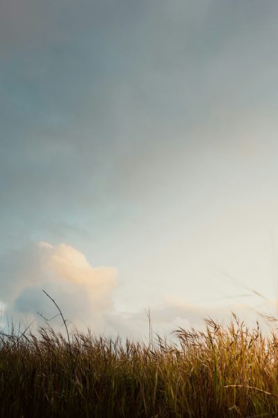 A grassy field with the sky in the background, minimalist and simple with muted colors, a low angle shot, golden hour lighting. --ar 85:128