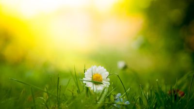 A daisy in the grass, sunlight shining through, blurred background, green meadow, macro photography, soft focus, depth of field, high resolution, bright and vivid colors, natural light, peaceful atmosphere. The photo is in the style of soft focus, depth of field photography. --ar 16:9