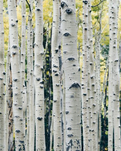 A closeup of aspen tree trunks with their unique, white bark and eyes-like spots, set against the backdrop of an autumn forest in Colorado. The trunks are shown in the style of impressionist paintings. --ar 51:64