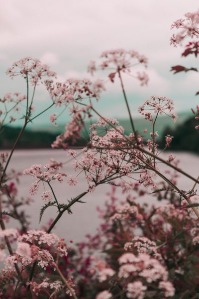 Close up of pink wild flowers, a lake in the background, muted colors giving a vintage aesthetic, dreamy and ethereal. --ar 85:128