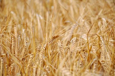 Closeup of a golden wheat field, with ears of grain ready for harvest. The photo is in the style of canon eos r5. --ar 128:85