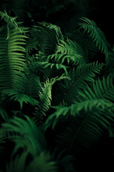 Ferns, dark green, black background, dark atmosphere, hyperrealistic, photo realism, in the style of cinematic style --ar 85:128