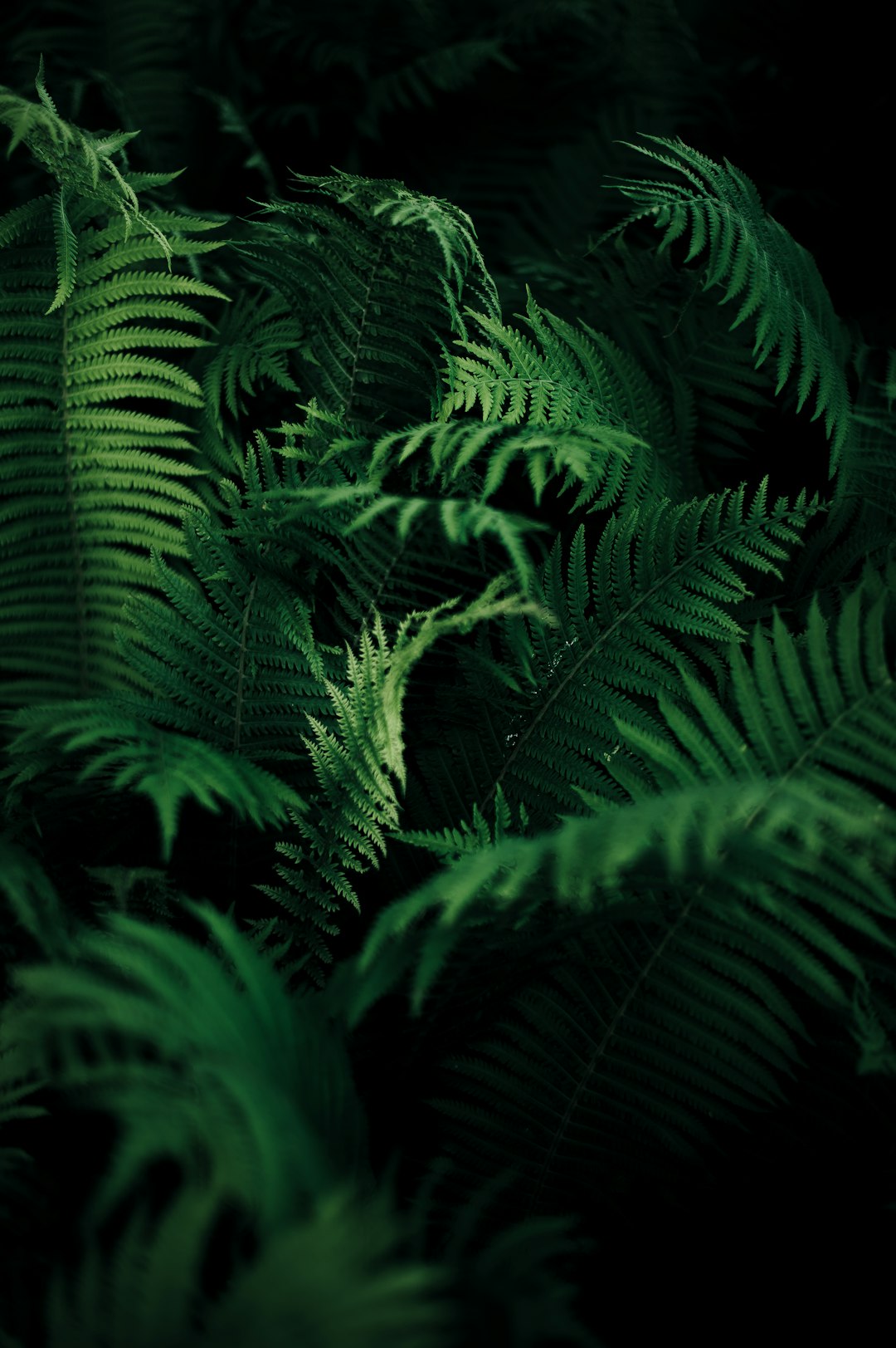 Ferns, dark green, black background, dark atmosphere, hyperrealistic, photo realism, in the style of cinematic style –ar 85:128