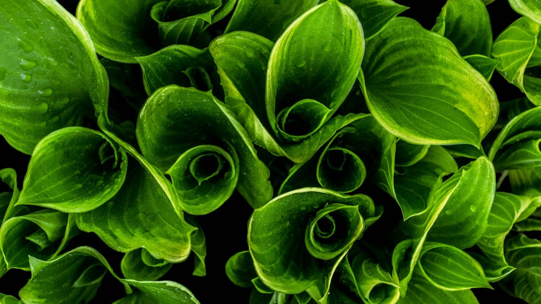 Closeup of the leaves and foliage of an hosta plant, showcasing their unique shapes and textures, with a focus on green hues against black background. Highquality photo. –ar 16:9