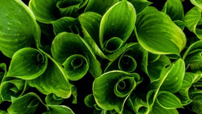 Closeup of the leaves and flowers of a hosta plant, with detailed textures and vibrant green hues, captured in high resolution for a botanical wallpaper background. --ar 16:9